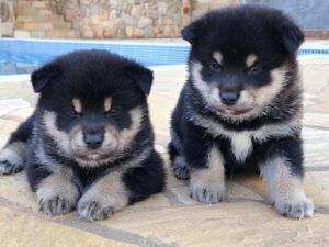 82c4ac8f-5416-47c2-861d-0375bb919c61-300x225